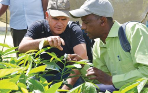 Israelische Agentur für internationale Entwicklungskooperation in Kamerun